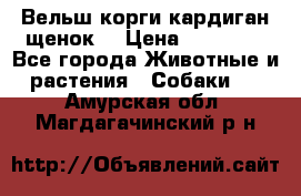 Вельш корги кардиган щенок  › Цена ­ 35 000 - Все города Животные и растения » Собаки   . Амурская обл.,Магдагачинский р-н